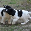 Chiot Landseer Faun et Combo z laderova